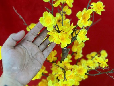 Cây Mai Vàng thân gỗ Cao 130 - 140cm CAYCANH-TET-02